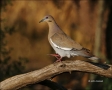 White-winged-Dove;Dove;Zenaida-asiatica;one-animal;close-up;color-image;nobody;p